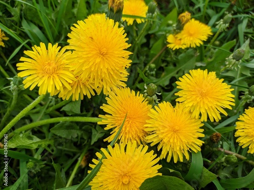 Yellow dandelions close up. Glade with spring flowers.
