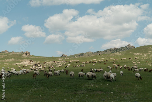 flock of sheep in a beautiful green meadow