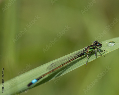 Blue Tailed Damselfly on blade of grass