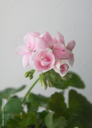 Geranium Zonal, Pelargonium hortorum with pink rose-like flowers, on light background