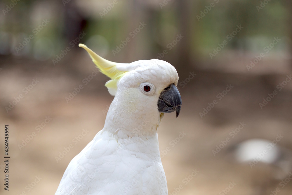 Cacatua blanca