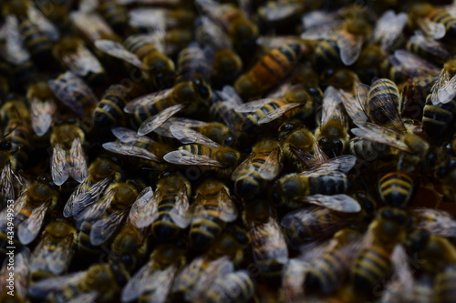 Honigbienen, Apis mellifera, dicht auf der Wabe, guter Wabensitz, buckfast und carnica	
 photo