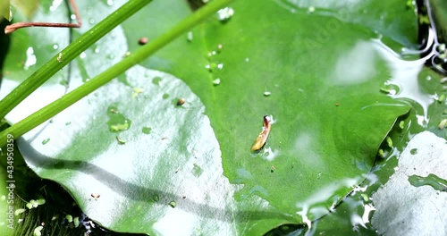 Marsh Frog (Pelophylax Ridibundus) Jumping Off A Water Lily Pad. Close Up View / Macro Shot - DCi 4K Resolution

