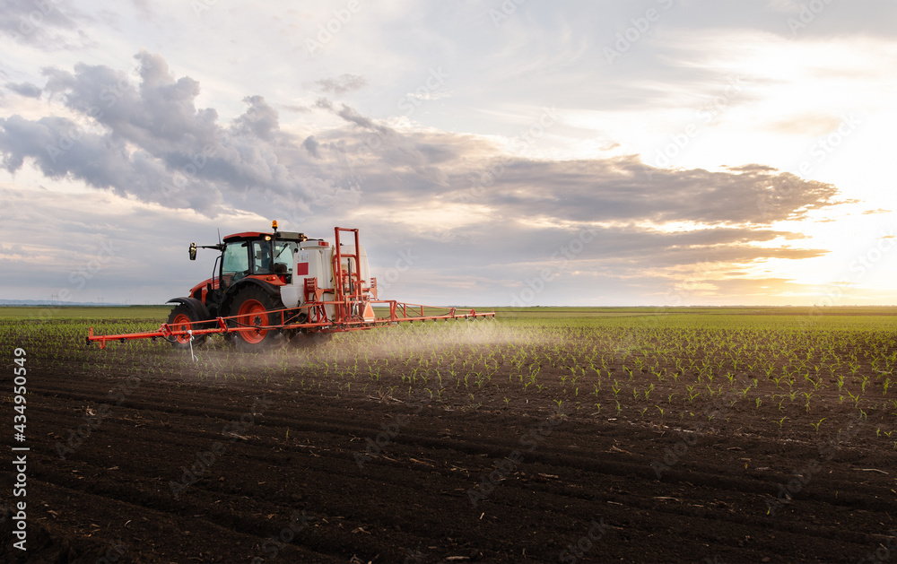 Tractor spraying corn field Tractor spraying corn field