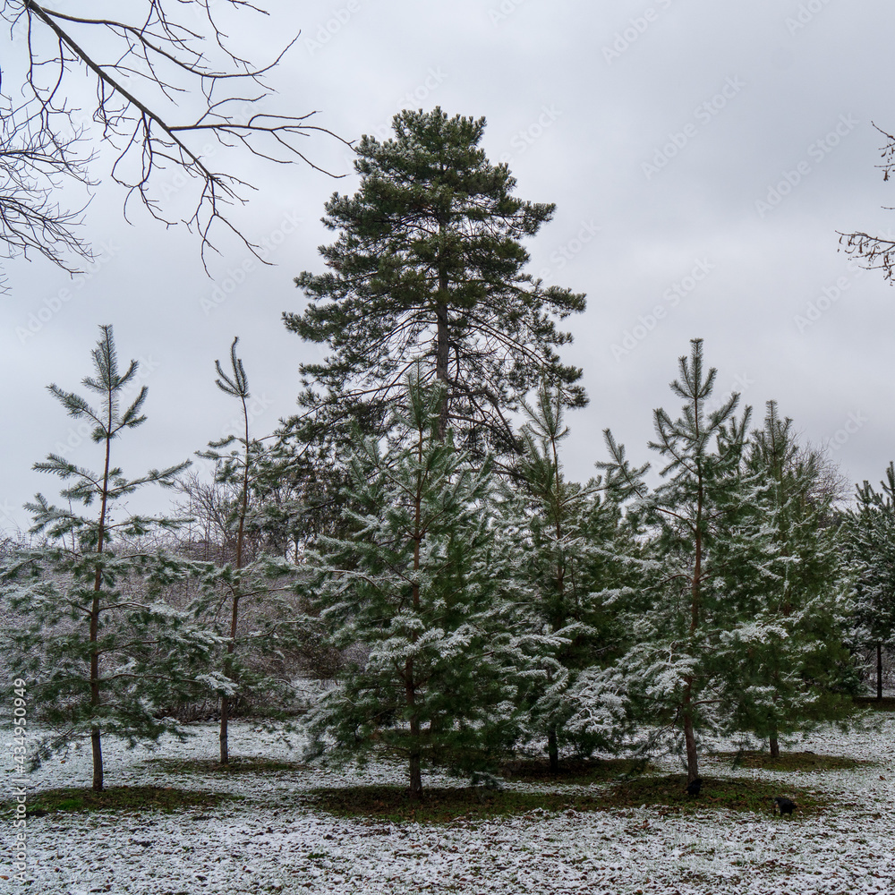 Image of trees in a winter park.