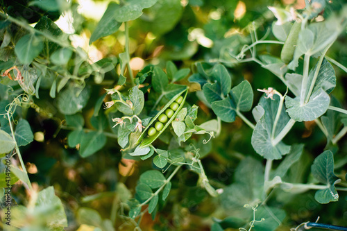 green peas in the field photo