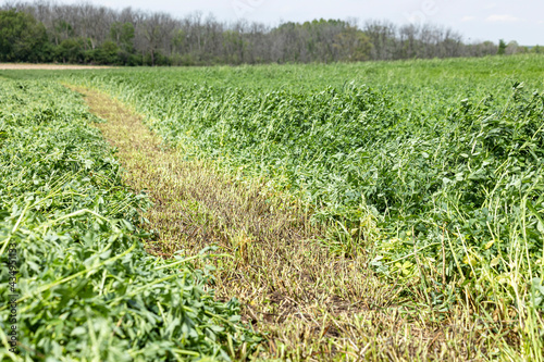 Bild auf Leinwand Close-up of an alfalfa hay field with a cut swath.