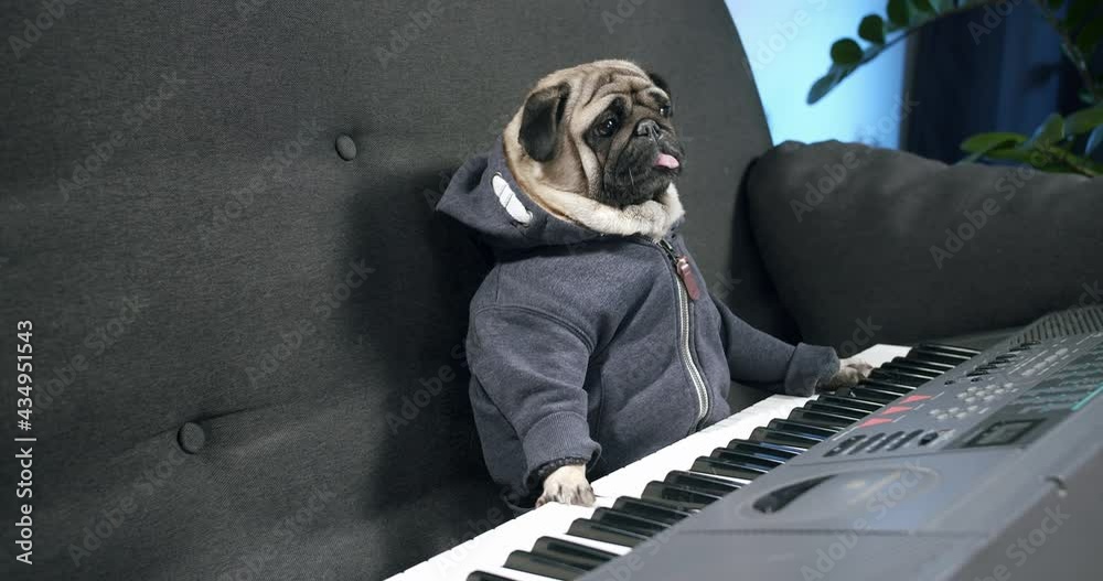 Funny cute pug dog sitting with Electronic piano, synthesizer at home. Want to play music. Fun music artist. Funny dog, pet musical instrument concept. Stuck in creative crisis