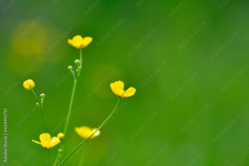 buttercups in a meadow with green blurred background