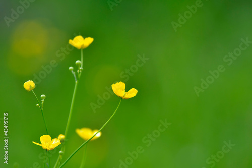 buttercups in a meadow with green blurred background