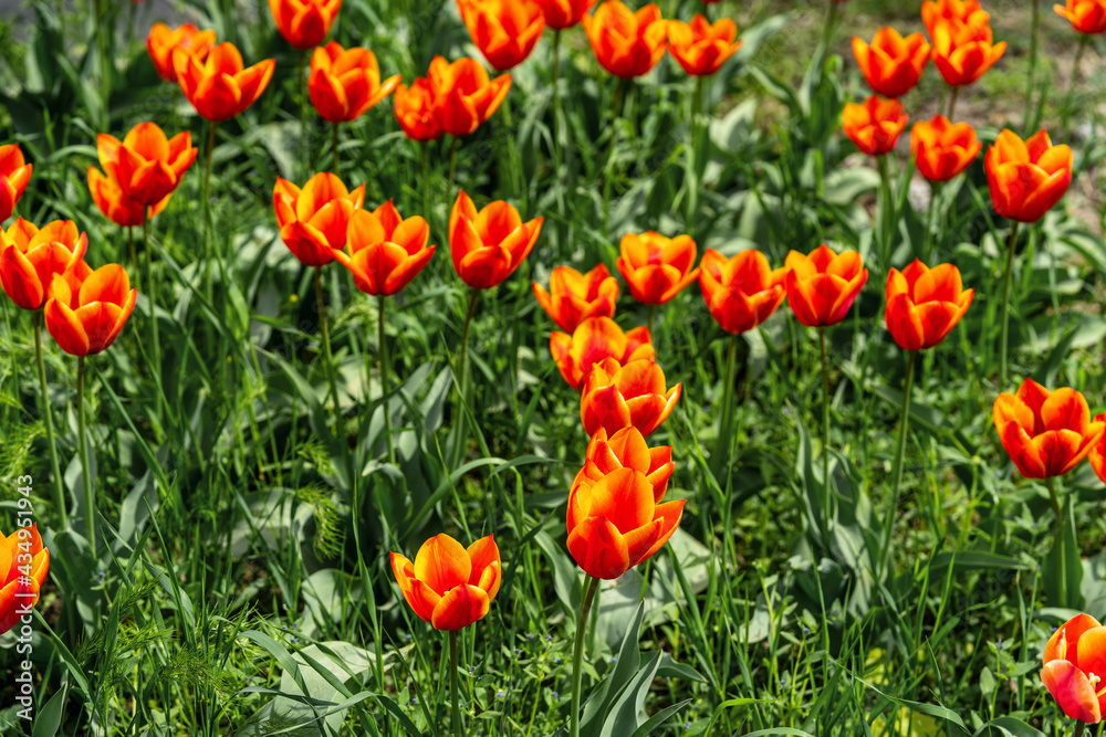 orange tulips growing on the lawn in front of a blurred background