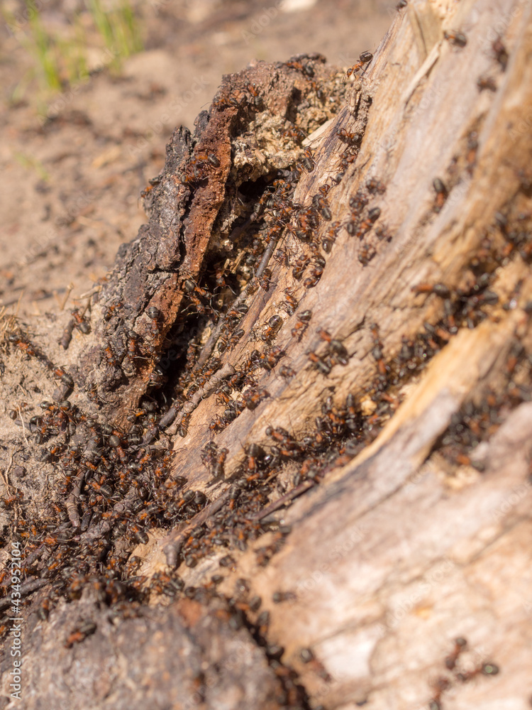 anthill in the trunk