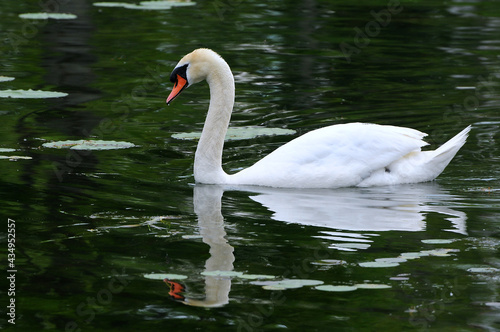 Mute Swan in water with reflection