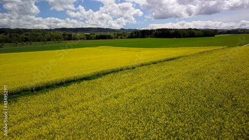 survol en drone en arrière à basse altitude au-dessus d'un champ de colza jaune sous le soleil tamisé dans un ciel bleu voilé par de gros nuages blancs