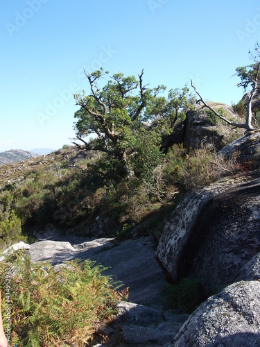 Old Oak