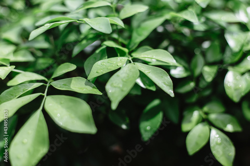 Natural green plant landscape for ecology and fresh wallpaper concept.Water drops on green leaf on greenery blurred background with copy space for text