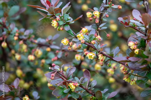 Barberry Berberis vulgaris branch fresh ripe berries natural green background Berberis thunbergii Latin Berberis Coronita Barberry berries fruits bush colorful floral autumn season shallow focus photo