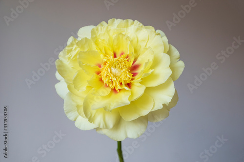 Fototapeta Naklejka Na Ścianę i Meble -  Beautiful yellow peony flower in full bloom against gray background, close up. Garden treasure. Spring and summer blooms.