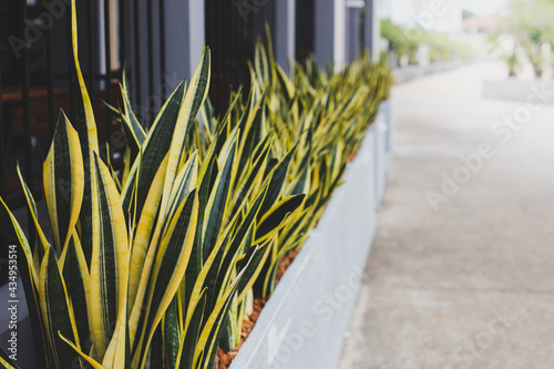 Sansevieria plant in decorative pots as a barrier around the house. Mother’s in law viper’s tongue photo