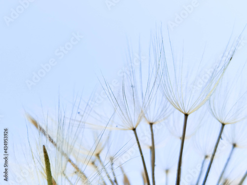 dandelion plant sky close up for background