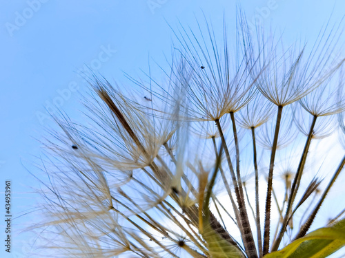 dandelion plant sky close up for background