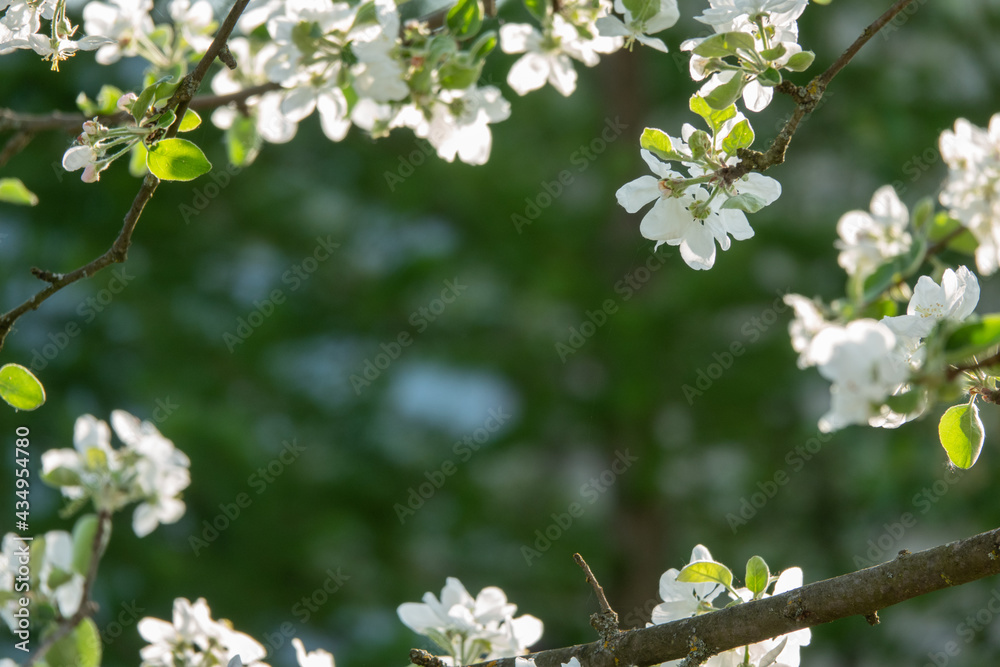 Spring blossom: branch of a blossoming apple tree on garden background Spring blossom: branch of a blossoming apple tree on garden background