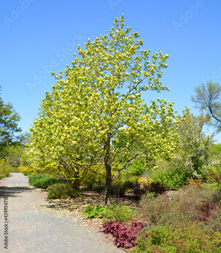 Magnolia tree flower is a large genus of about 210 flowering plant species in the subfamily Magnolioideae of the family Magnoliaceae. It is named after French botanist Pierre Magnol. photo