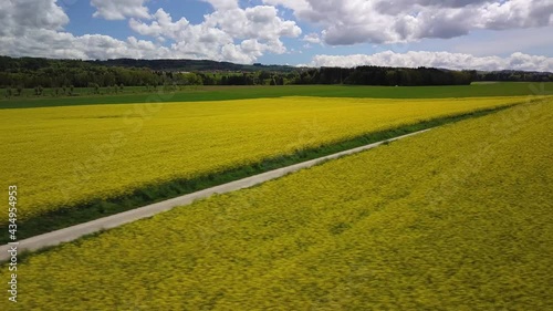 survol en drone en vol crabe à gauche à basse altitude au-dessus d'un champ de colza jaune sous le soleil tamisé dans un ciel bleu voilé par de gros nuages blancs