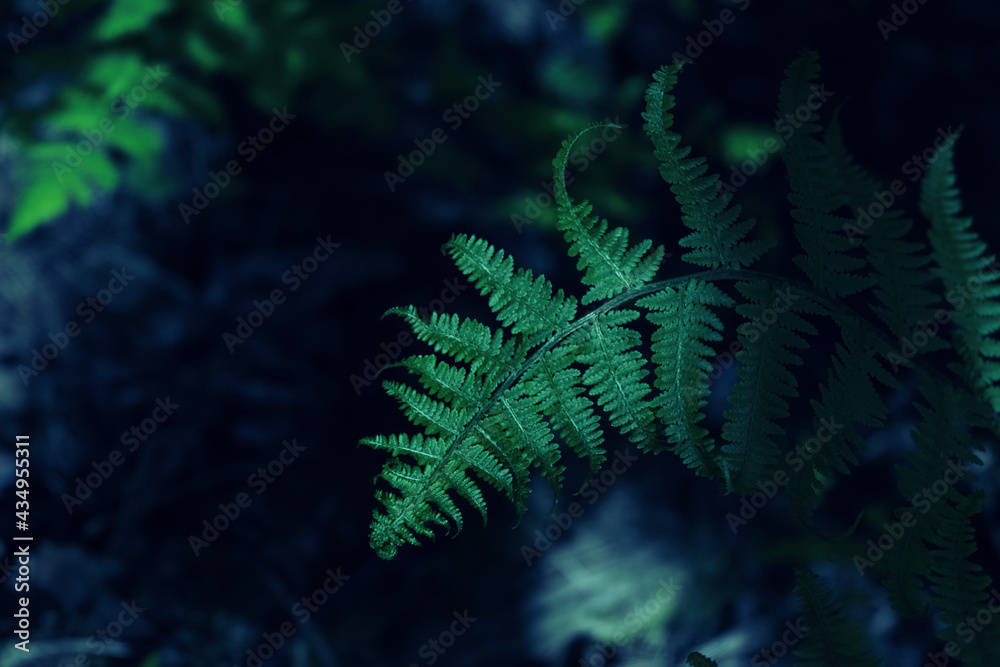 Fern leaf in the shade. View from above. Low key photography. Gloomy mood. A dramatic concept. Copy space
