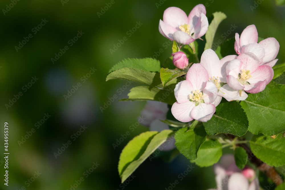 Spring blossom: branch of a blossoming apple tree on garden background Spring blossom: branch of a blossoming apple tree on garden background