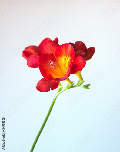 Yellow - Orange Freesia  genus Anomatheca  on grey background