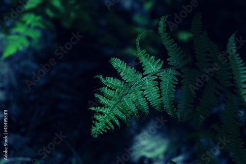 Fern leaf in the shade. View from above. Low key photography. Gloomy mood. A dramatic concept. Copy space