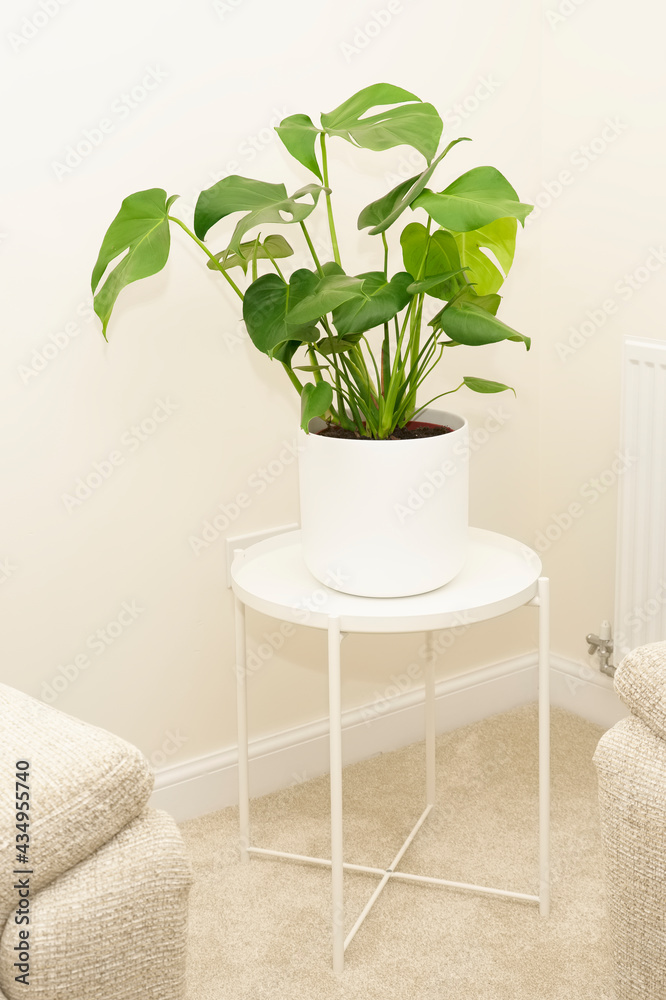 Monstera green plant in white pot in neutral decor home