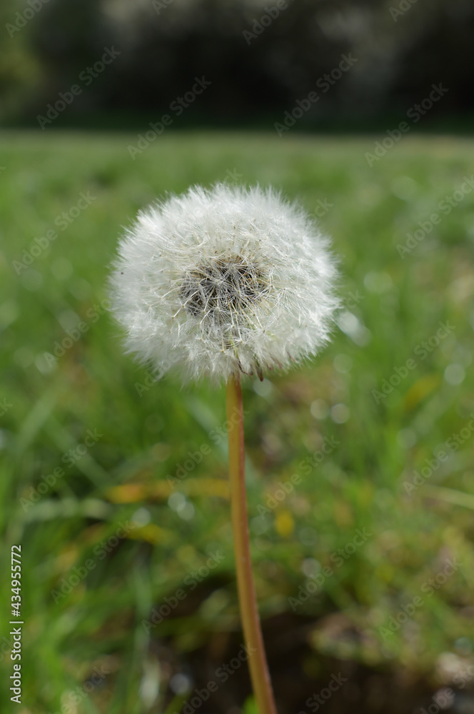 Faded dandelion in the grass, floral background