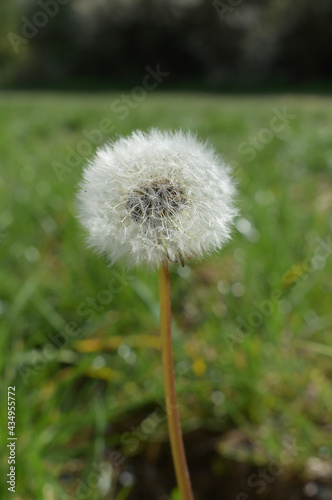 Faded dandelion in the grass  floral background