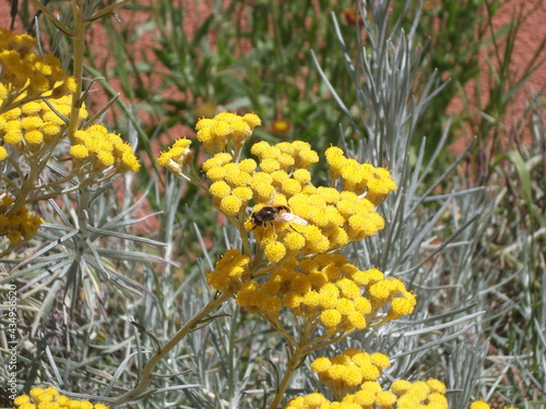 Alternative pollinator