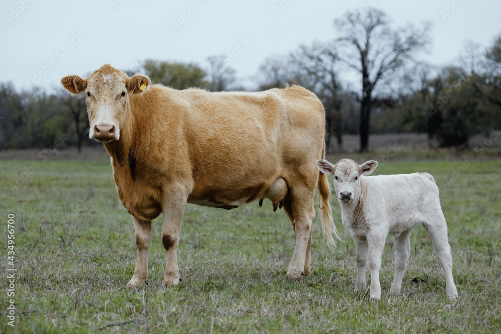 Charolais cow with calf in Texas spring field of beef cattle farming in countryside. Charolais cow with calf in Texas spring field of beef cattle farming in countryside.