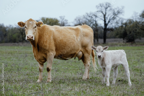 Charolais cow with calf in Texas spring field of beef cattle farming in countryside.