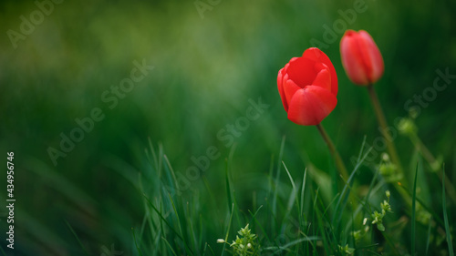 Red Tulip flowers bloom in green spring background. The background of blurry tulips in a tulip garden. Nature. Close up of a tulip Fresh tulip of red color in nature in spring time
