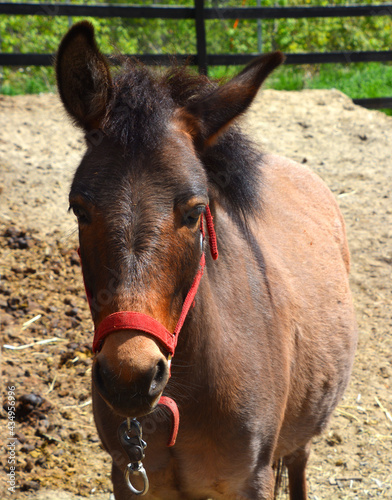 A mule is the offspring of a male donkey (jack) and a female horse (mare). Horses and donkeys are different species, with different numbers of chromosomes.