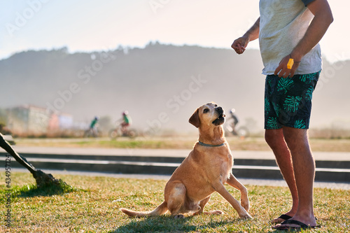 Summer portrait of unrecognizable man clicker training with his Labrador retriever staring at his hands full of treats