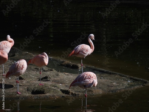 Flamingos  Phoenicopteridae  Zoo Dortmund  North Rhine-Westfalia  Germany 