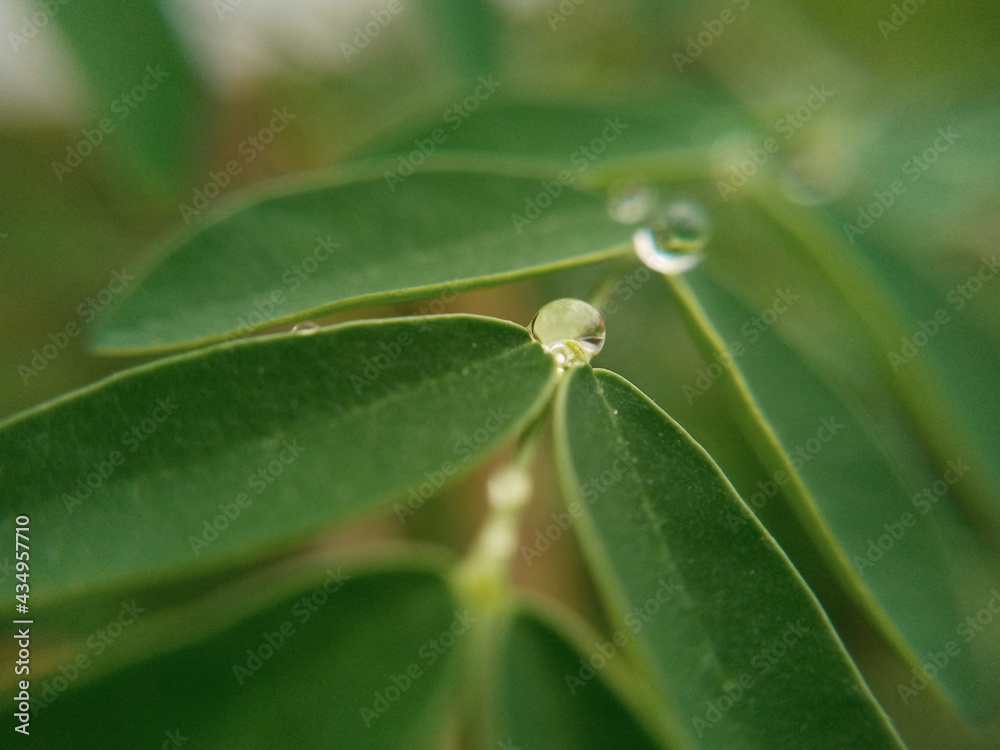 Obraz premium leaves and water drops