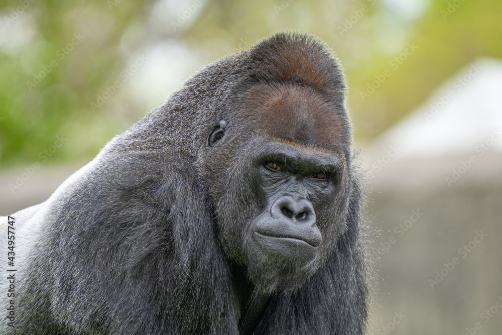 adult silverback gorilla gets a close up on a sunny day adult silverback gorilla gets a close up on a sunny day