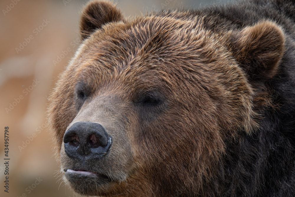 grizzly bear gets a close up portrait on a sunny day