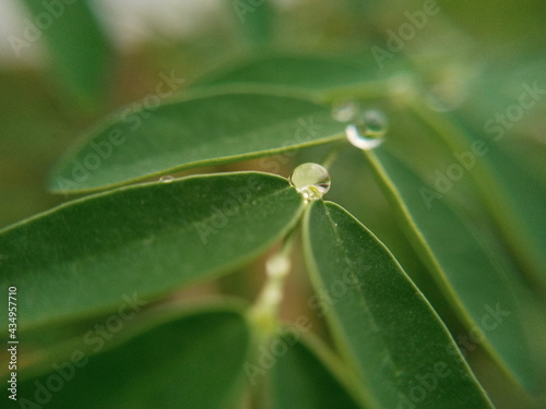 leaves and water drops