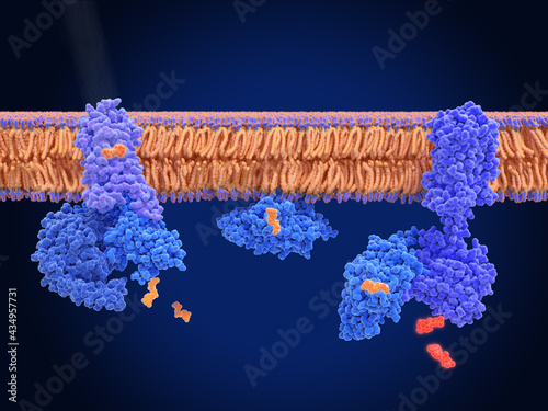 Activation of rhodopsin by light  leads to the hyperpolarization of photoreceptor cells photo
