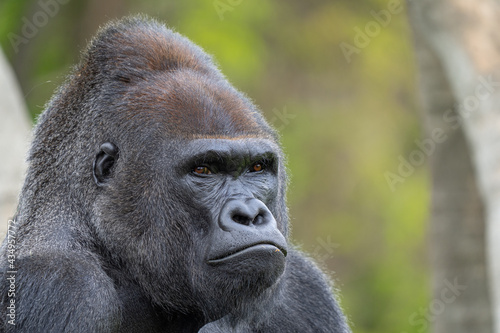 adult silverback gorilla gets a close up on a sunny day