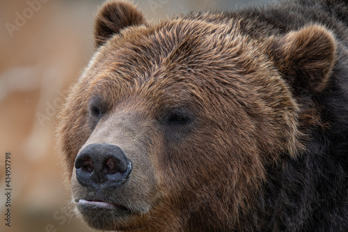 grizzly bear gets a close up portrait on a sunny day
