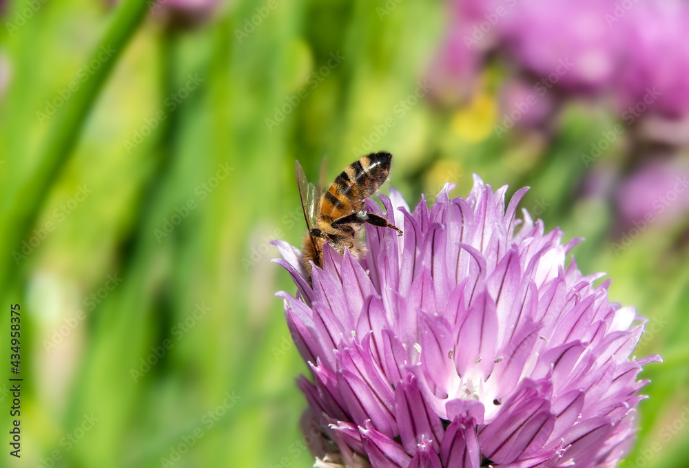 Bee on chives flower. Macro of honey bee with pollen on hind legs while collecting nectar with head inside the purple flower. Fuzzy yellow black striped forager bee or Apis mellifera. Selective focus. Bee on chives flower. Macro of honey bee with pollen on hind legs while collecting nectar with head inside the purple flower. Fuzzy yellow black striped forager bee or Apis mellifera. Selective focus.